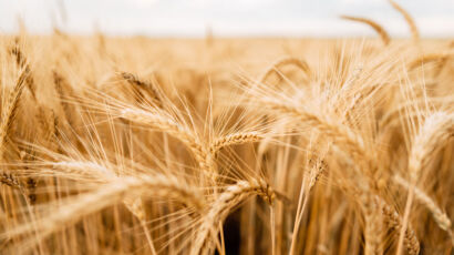 Gersten-Ähren im Wind
